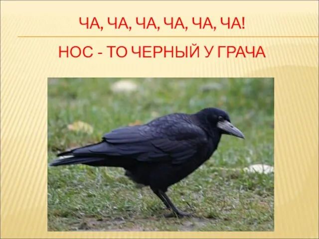 ЧА, ЧА, ЧА, ЧА, ЧА, ЧА! НОС - ТО ЧЕРНЫЙ У ГРАЧА