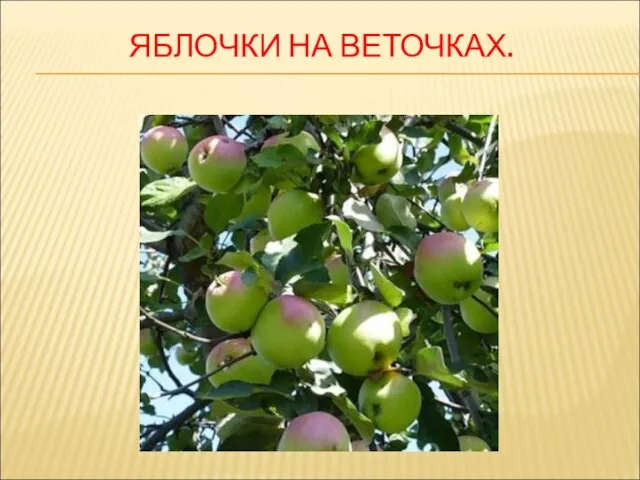 ЯБЛОЧКИ НА ВЕТОЧКАХ.