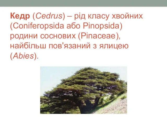 Кедр (Cedrus) – рід класу хвойних (Coniferopsida або Pinopsida) родини соснових