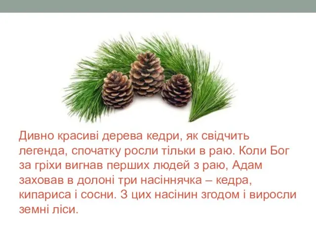 Дивно красиві дерева кедри, як свідчить легенда, спочатку росли тільки в