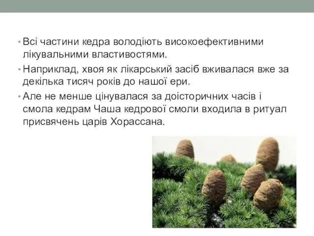 Всі частини кедра володіють високоефективними лікувальними властивостями. Наприклад, хвоя як лікарський