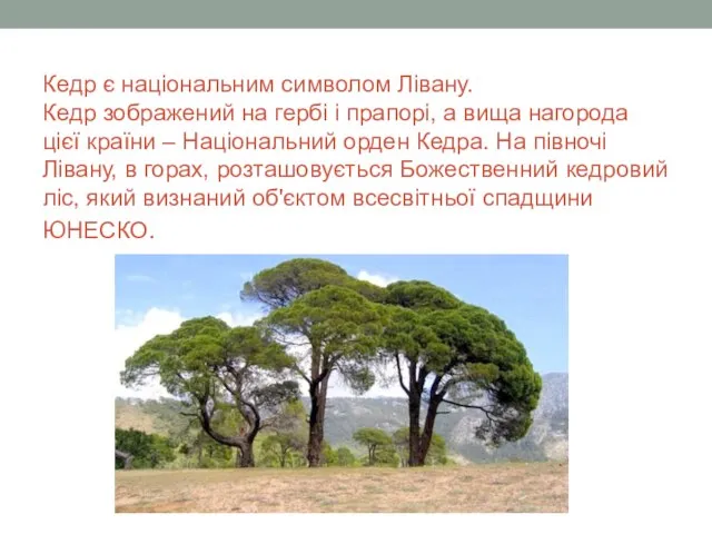 Кедр є національним символом Лівану. Кедр зображений на гербі і прапорі,