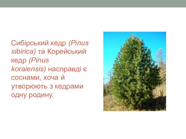 Сибірський кедр (Pinus sibirica) та Корейський кедр (Pinus koraiensis) насправді є