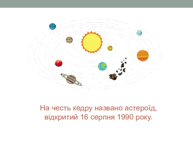 На честь кедру названо астероїд, відкритий 16 серпня 1990 року.