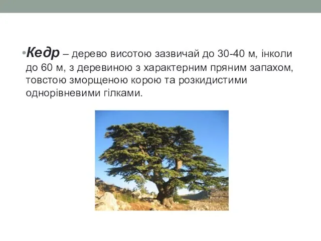 Кедр – дерево висотою зазвичай до 30-40 м, інколи до 60