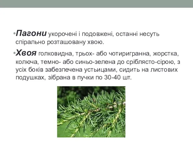 Пагони укорочені і подовжені, останні несуть спірально розташовану хвою. Хвоя голковидна,