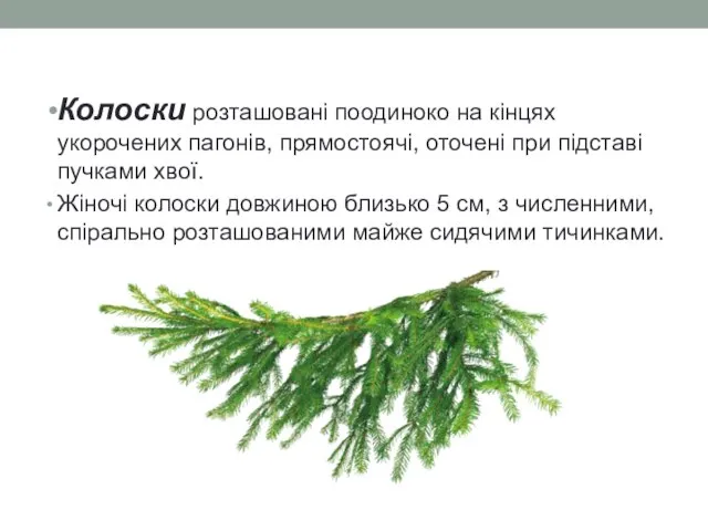 Колоски розташовані поодиноко на кінцях укорочених пагонів, прямостоячі, оточені при підставі