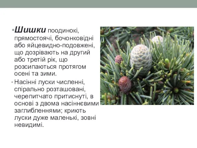 Шишки поодинокі, прямостоячі, бочонковідні або яйцевидно-подовжені, що дозрівають на другий або