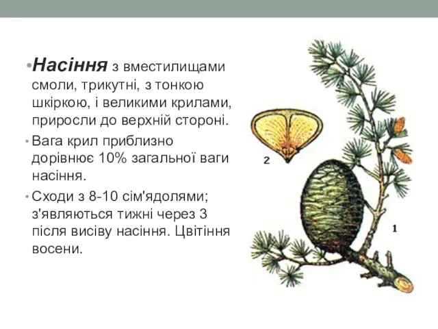 Насіння з вместилищами смоли, трикутні, з тонкою шкіркою, і великими крилами,