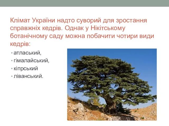 Клімат України надто суворий для зростання справжніх кедрів. Однак у Нікітському