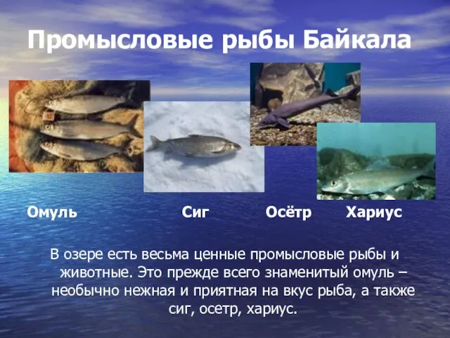 Промысловые рыбы Байкала Омуль Сиг Осётр Хариус В озере есть весьма