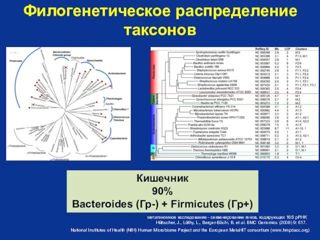 Филогенетическое распределение таксонов метагеномное исследование - секвенирование генов, кодирующих 16S pPHK