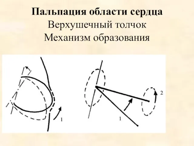 Пальпация области сердца Верхушечный толчок Механизм образования