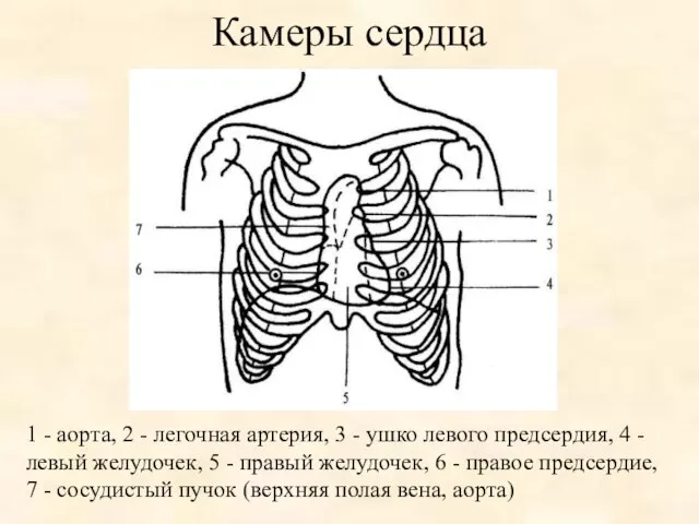 Камеры сердца 1 - аорта, 2 - легочная артерия, 3 -