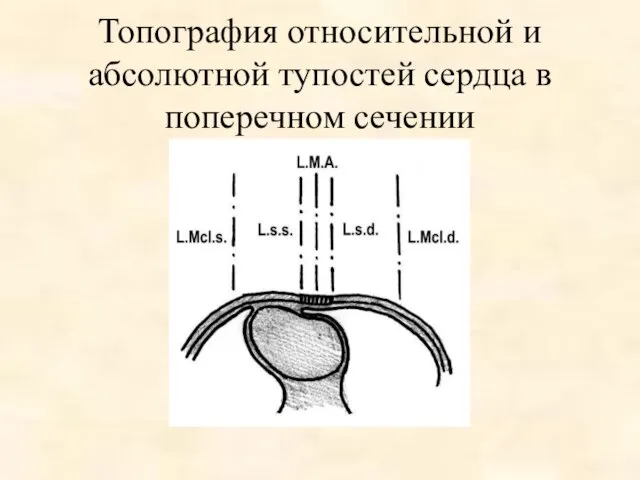 Топография относительной и абсолютной тупостей сердца в поперечном сечении