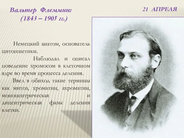 21 АПРЕЛЯ Вальтер Флемминг (1843 – 1905 гг.) Немецкий анатом, основатель