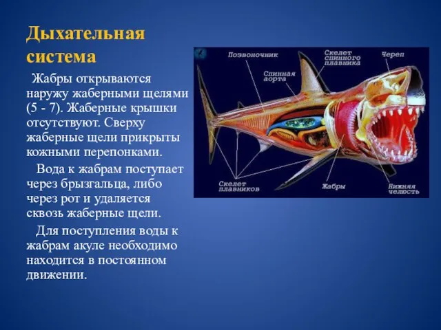 Дыхательная система Жабры открываются наружу жаберными щелями (5 - 7). Жаберные