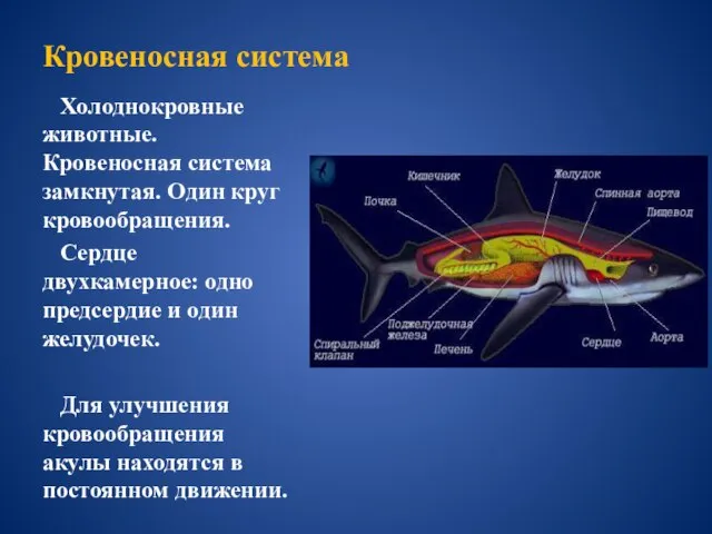 Кровеносная система Холоднокровные животные. Кровеносная система замкнутая. Один круг кровообращения. Сердце