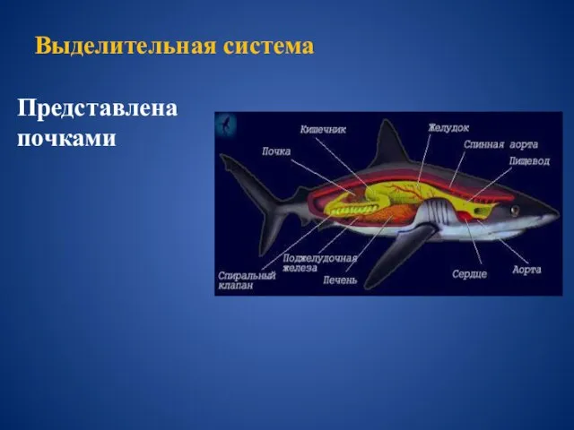 Выделительная система Представлена почками