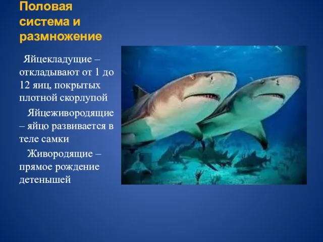 Половая система и размножение Яйцекладущие – откладывают от 1 до 12