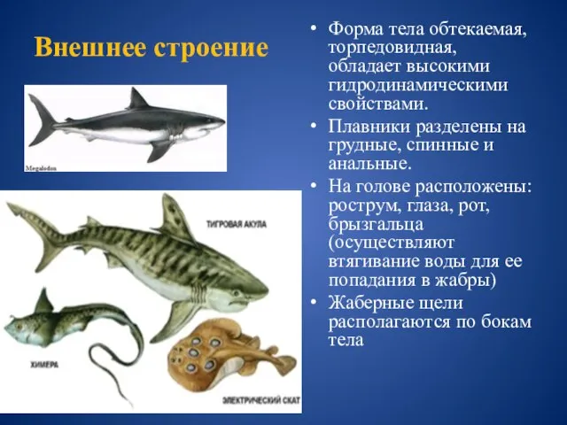 Внешнее строение Форма тела обтекаемая, торпедовидная, обладает высокими гидродинамическими свойствами. Плавники