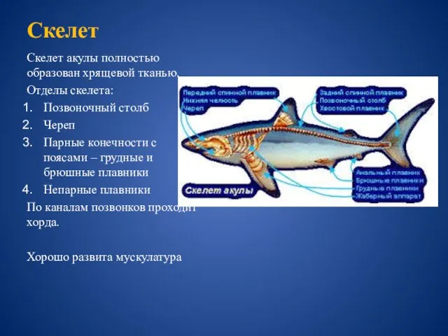 Скелет Скелет акулы полностью образован хрящевой тканью. Отделы скелета: Позвоночный столб