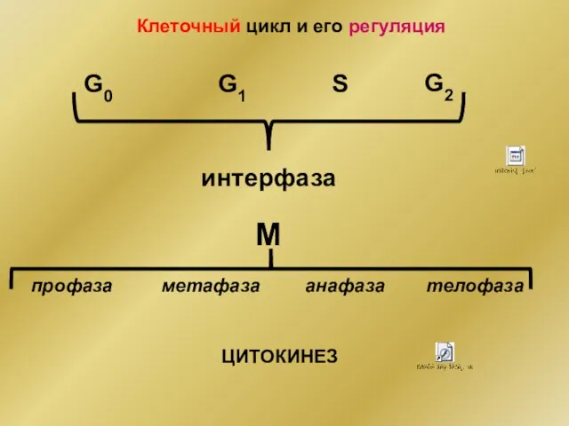 Клеточный цикл и его регуляция G0 G1 S G2 M интерфаза профаза метафаза анафаза телофаза ЦИТОКИНЕЗ