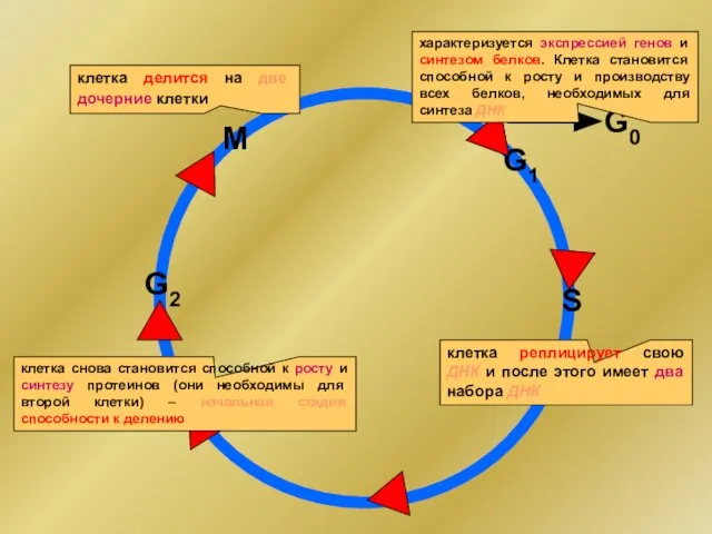 G0 G1 G2 S M характеризуется экспрессией генов и синтезом белков.