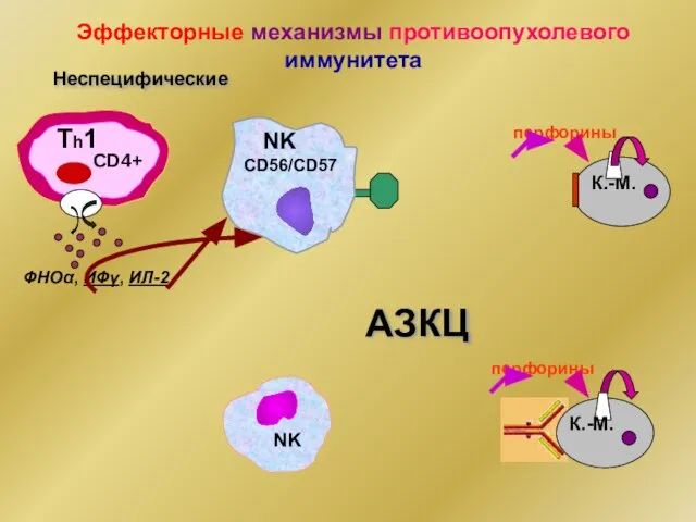 Эффекторные механизмы противоопухолевого иммунитета Неспецифические ФНОα, ИФγ, ИЛ-2 Тh1 CD4+ NK