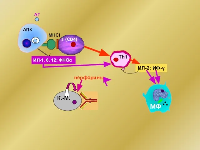 МНСI АГ ИЛ-1, 6, 12; ФНОα ИЛ-2; ИФ-γ АПК Т (CD4) Тh1 перфорины К.-М. МФ