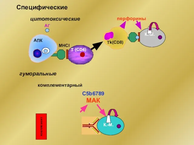 Специфические МНСI АГ К.-М. АПК Т (CD4) Тk(CD8) перфорины цитотоксические гуморальные C5b6789 МАК комплементарный К.-М. комплемент