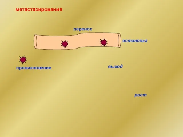 метастазирование проникновение перенос остановка выход рост