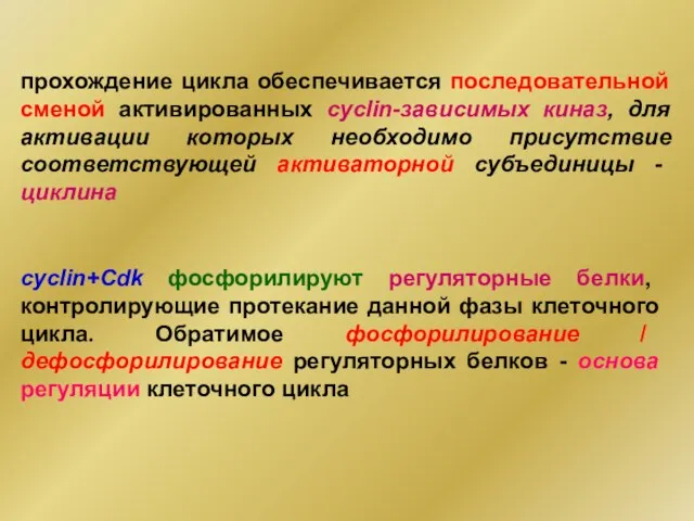 прохождение цикла обеспечивается последовательной сменой активированных cyclin-зависимых киназ, для активации которых