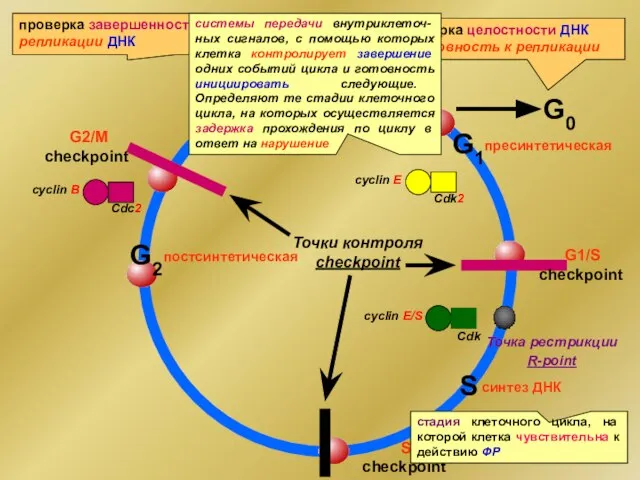 G0 G1 S M cyclin E Cdk2 пресинтетическая постсинтетическая синтез ДНК