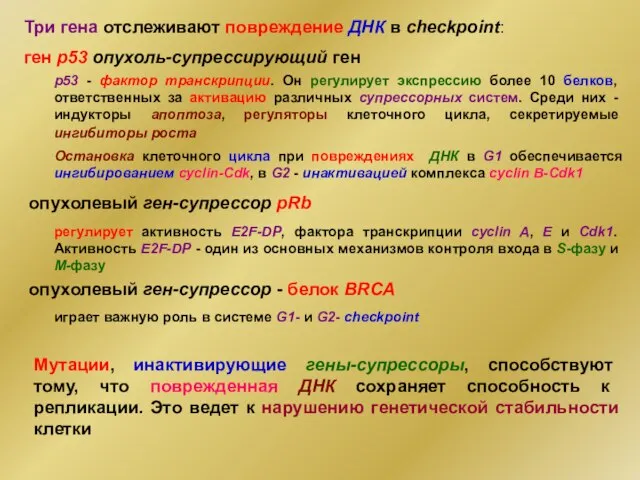 Три гена отслеживают повреждение ДНК в checkpoint: регулирует активность E2F-DP, фактора