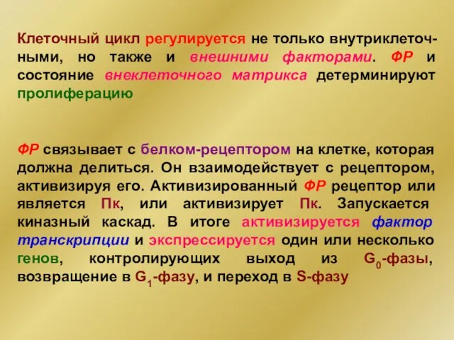 Клеточный цикл регулируется не только внутриклеточ- ными, но также и внешними