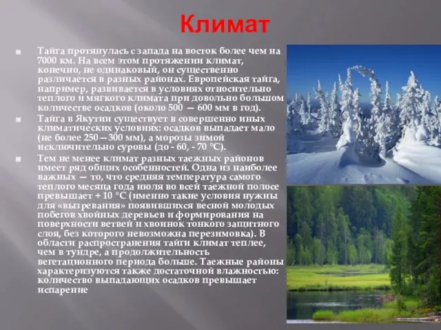 Климат Тайга протянулась с запада на восток более чем на 7000