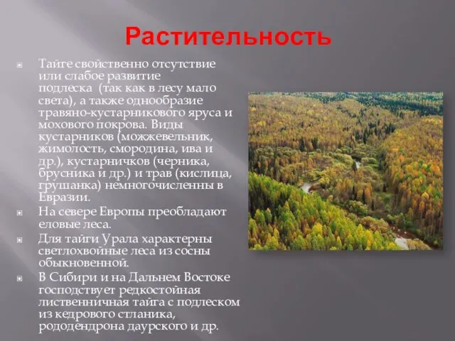 Растительность Тайге свойственно отсутствие или слабое развитие подлеска (так как в