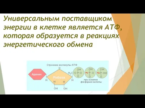 Универсальным поставщиком энергии в клетке является АТФ, которая образуется в реакциях энергетического обмена