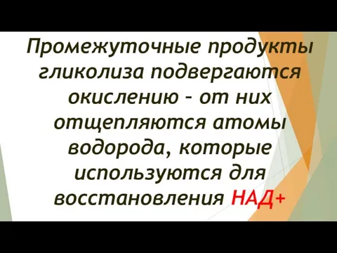 Промежуточные продукты гликолиза подвергаются окислению – от них отщепляются атомы водорода, которые используются для восстановления НАД+