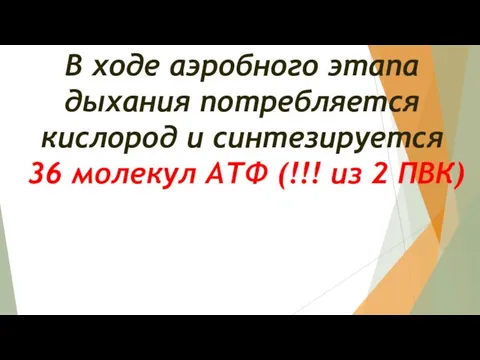 В ходе аэробного этапа дыхания потребляется кислород и синтезируется 36 молекул АТФ (!!! из 2 ПВК)