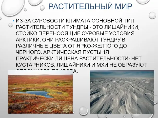 РАСТИТЕЛЬНЫЙ МИР ИЗ-ЗА СУРОВОСТИ КЛИМАТА ОСНОВНОЙ ТИП РАСТИТЕЛЬНОСТИ ТУНДРЫ - ЭТО