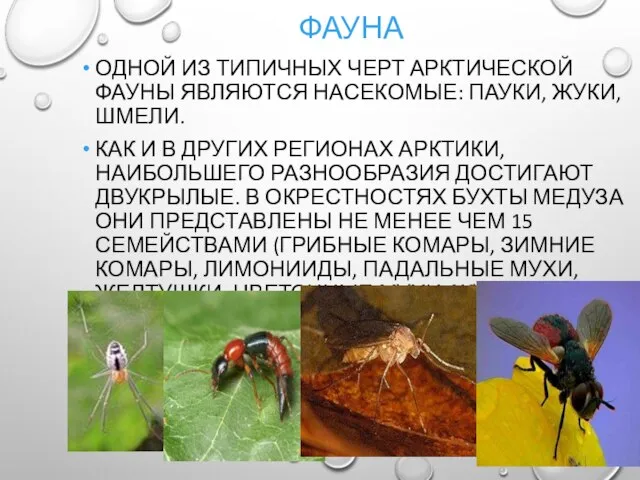 ФАУНА ОДНОЙ ИЗ ТИПИЧНЫХ ЧЕРТ АРКТИЧЕСКОЙ ФАУНЫ ЯВЛЯЮТСЯ НАСЕКОМЫЕ: ПАУКИ, ЖУКИ,