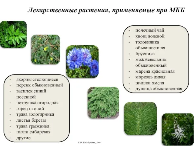 Лекарственные растения, применяемые при МКБ почечный чай хвощ полевой толокнянка обыкновенная