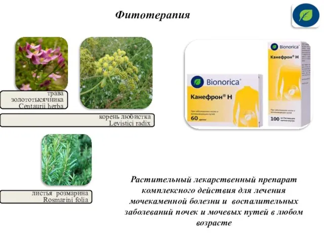 Фитотерапия трава золототысячника Centaurii herba корень любистка Levistici radix листья розмарина