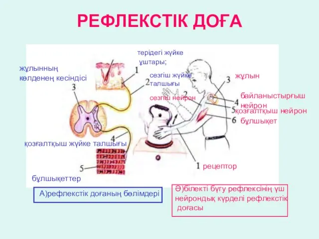 РЕФЛЕКСТІК ДОҒА терідегі жүйке ұштары; сезгіш жүйке талшығы жұлынның көлденең кесіндісі