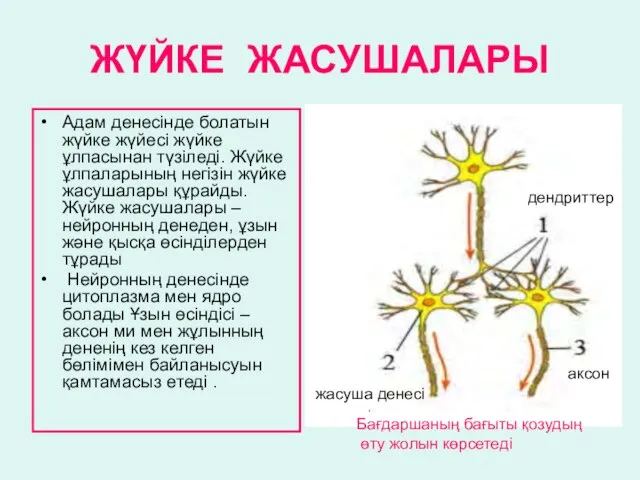 ЖҮЙКЕ ЖАСУШАЛАРЫ Адам денесінде болатын жүйке жүйесі жүйке ұлпасынан түзіледі. Жүйке