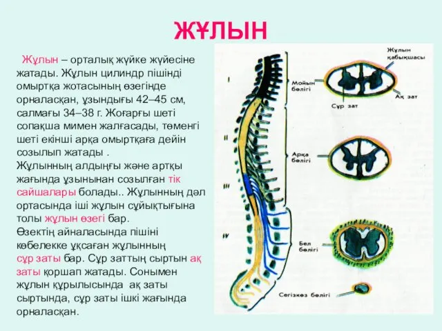 ЖҰЛЫН Жұлын – орталық жүйке жүйесіне жатады. Жұлын цилиндр пішінді омыртқа