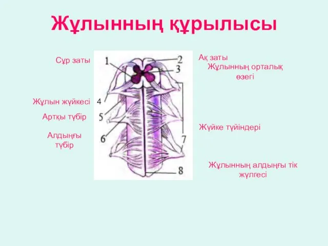 Жұлынның құрылысы Сұр заты Ақ заты Жұлынның орталық өзегі Артқы түбір