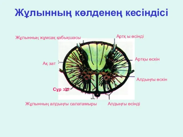 Жұлынның жұмсақ қабықшасы Жұлынның көлденең кесіндісі Артқ ы өсінді Ақ зат